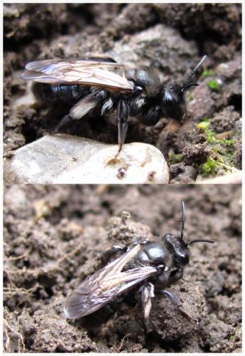 Andrena nigrospina